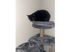 Adopt Emerald a Black & White or Tuxedo Tabby / Mixed (short coat) cat in