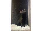 Adopt Frisco - MT a All Black Domestic Shorthair / Mixed (short coat) cat in