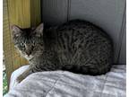 Adopt Owl a Brown Tabby Domestic Shorthair (short coat) cat in Jackson