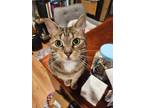 Adopt Iris (aka Dolly) a Gray, Blue or Silver Tabby Domestic Shorthair / Mixed