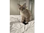 Adopt Puma a Tan or Fawn Tabby American Shorthair / Mixed (medium coat) cat in
