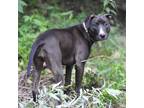 Adopt Cloud a Black Bull Terrier dog in Vail, AZ (41308760)