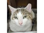 Adopt Wishbone *Featured at the Petco in Columbia, MD* a Domestic Shorthair /