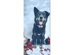 Adopt Yuki a Black Shepsky / Mixed dog in Orange, CA (40565664)