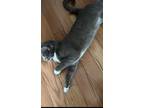 Adopt Cookie a Gray or Blue Domestic Shorthair / Mixed (short coat) cat in North