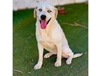 Adopt Maxie a White Labrador Retriever dog in Vail, AZ (40441912)