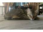 Adopt happy a Spotted Tabby/Leopard Spotted Tabby / Mixed (short coat) cat in