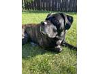 Adopt MJ a Black Mastiff / Mixed dog in Norridge, IL (41341439)