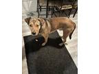 Adopt Blu a Brown/Chocolate - with Black German Shepherd Dog / Mixed dog in