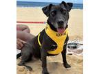 Adopt Luna a Black Labrador Retriever / Mixed dog in Lihue, HI (41089562)