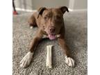 Adopt Princess Lula a Red/Golden/Orange/Chestnut American Pit Bull Terrier dog