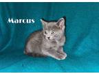 Adopt Marcus a Domestic Shorthair cat in MEXICO, MO (41341433)