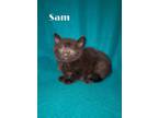 Adopt Sam a Black (Mostly) Domestic Shorthair cat in MEXICO, MO (41341432)