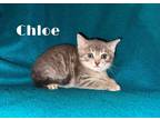 Adopt Chloe a Gray or Blue (Mostly) Domestic Shorthair cat in MEXICO
