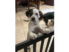 Adopt Michael a Tricolor (Tan/Brown & Black & White) Beagle / Mixed dog in