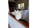 Adopt Katerina a Black & White or Tuxedo Domestic Shorthair / Mixed (short coat)