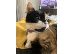 Adopt Snickerdoodle a Calico or Dilute Calico Calico / Mixed (short coat) cat in