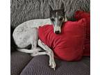 Adopt Bella a Whippet / Greyhound / Mixed dog in Richardson, TX (41341260)