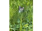 Adopt Kyle a Brown Tabby Tabby / Mixed (short coat) cat in Ukiah, CA (41341362)