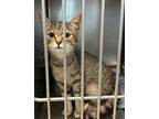 Adopt Nala a Domestic Shorthair / Mixed (short coat) cat in Henderson