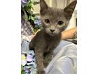 Adopt 2/17/24 - Cobalt a Domestic Shorthair / Mixed (short coat) cat in