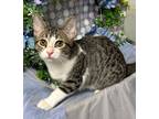 Adopt 3/10/24 - Cheyenne a Domestic Shorthair / Mixed (short coat) cat in