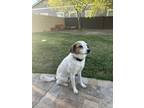 Adopt Finn a White - with Brown or Chocolate Australian Shepherd / Mixed dog in