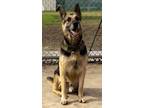 Adopt Chase Aka Rohan a German Shepherd Dog / Mixed dog in Tulare, CA (41341366)