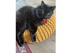 Adopt Jack a All Black Maine Coon / Mixed (long coat) cat in Lake Forest