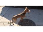 Adopt Brioche Bun a Mixed Breed (Medium) / Mixed dog in Brooklyn, NY (39672170)