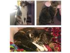 Adopt Hazel & Momo a Brown or Chocolate (Mostly) Calico / Mixed (short coat) cat
