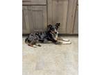 Adopt Sasha a Merle Catahoula Leopard Dog / Australian Cattle Dog / Mixed dog in