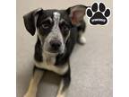 Adopt FC-Alex a Black Australian Cattle Dog / Mixed dog in Tangent