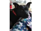 Adopt Sparrow a Black American Pit Bull Terrier / Schipperke / Mixed dog in
