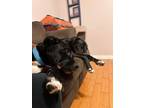 Adopt Pikachu a Black Mixed Breed (Large) / Mixed dog in Lewiston, ME (39207110)