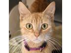 Adopt Madeline a Orange or Red Domestic Shorthair / Mixed Breed (Medium) / Mixed