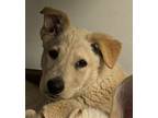 Adopt Lucy a Tan/Yellow/Fawn Shepherd (Unknown Type) / Mixed dog in Phoenix