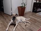 Adopt Axel a Tan/Yellow/Fawn - with Black Anatolian Shepherd / Mixed dog in