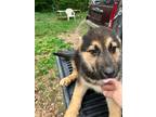 Adopt Trotter a Black - with Tan, Yellow or Fawn German Shepherd Dog / Husky /