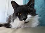 Adopt Halo a White (Mostly) Domestic Longhair / Mixed (long coat) cat in