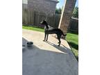 Adopt Lance a Black Labrador Retriever / Mixed dog in Georgetown, TX (41341242)