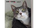 Adopt Cricket a Domestic Shorthair / Mixed cat in Lexington, KY (41315755)