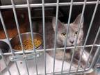 Adopt Feyza a Domestic Shorthair / Mixed cat in Portsmouth, VA (41338689)