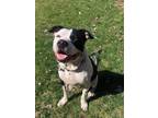 Adopt Ollie a Black - with White American Pit Bull Terrier / Mixed dog in