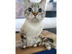 Adopt Lolli a Cream or Ivory (Mostly) Scottish Fold (short coat) cat in Davis