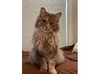 Adopt Isis a Gray or Blue Domestic Longhair / Mixed (long coat) cat in Preston