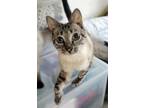 Adopt Minka a Cream or Ivory (Mostly) Siamese (short coat) cat in Davis