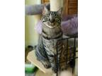 Adopt Paige a Brown Tabby Domestic Shorthair (short coat) cat in Davis