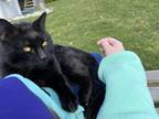 Adopt Paul a All Black Domestic Shorthair / Mixed (short coat) cat in