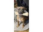 Adopt Bear a Tan/Yellow/Fawn - with Black American Pit Bull Terrier / Belgian